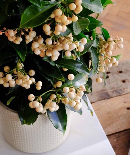 ardisia crenata christmas tree snow berry