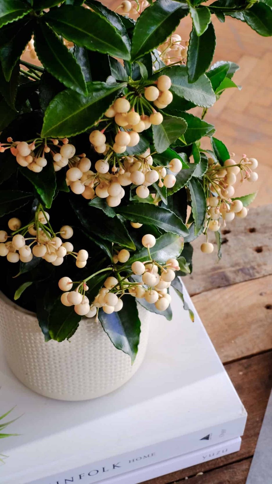 ardisia crenata christmas tree snow berry