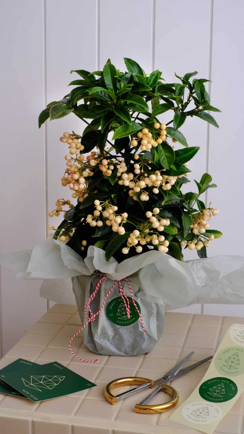 ardisia crenata christmas tree snow berry