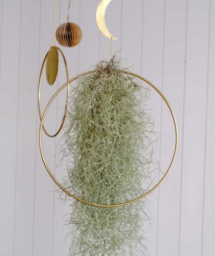 Tillandsia usneoides spanish moss hava bitkisi air plant crescent