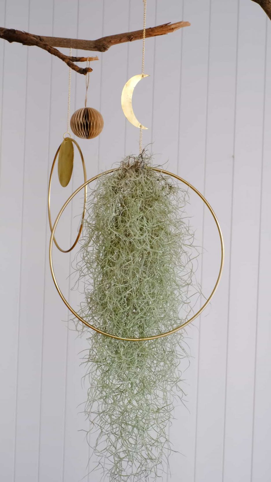 Tillandsia usneoides spanish moss hava bitkisi air plant crescent