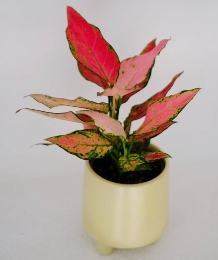 Aglaonema Lady Valentine