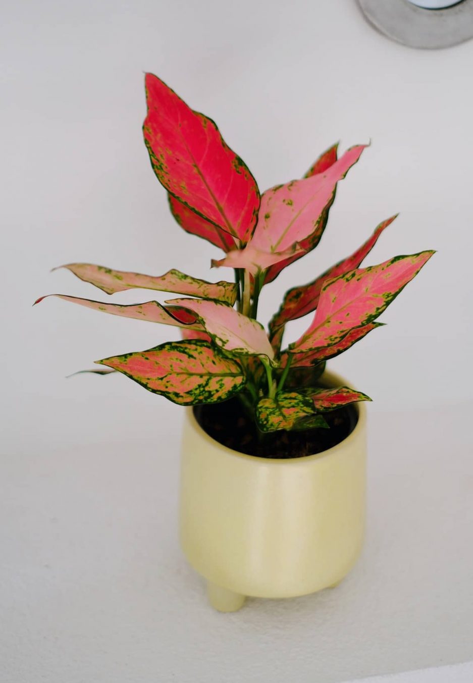 Aglaonema Lady Valentine