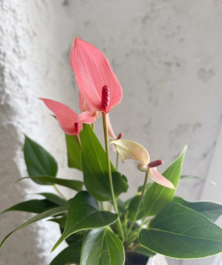 Antoryum flamingo bitkisi anthurium