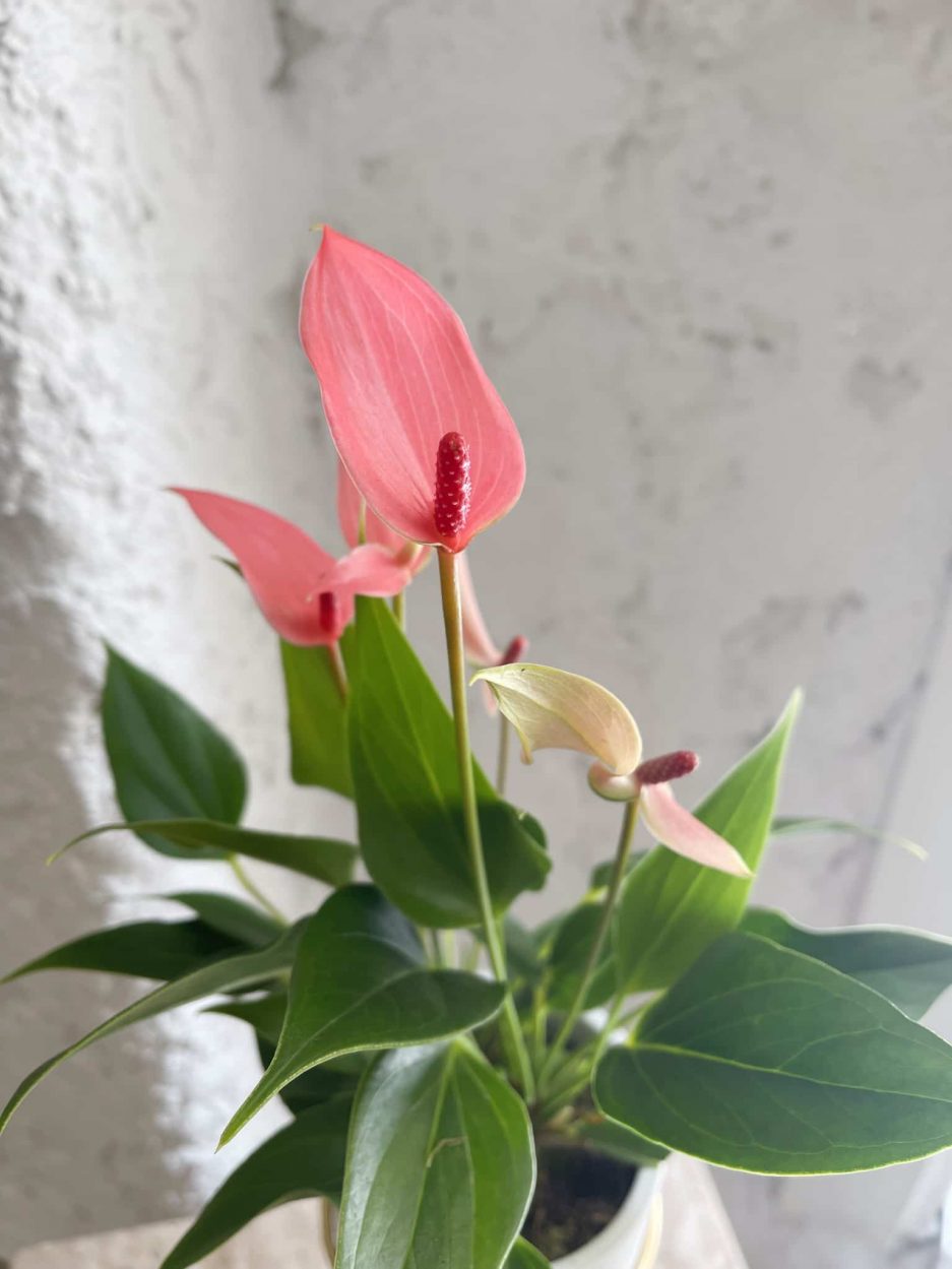 Antoryum flamingo bitkisi anthurium