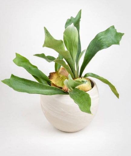 staghorn fern geyikboynuzu eğretisi