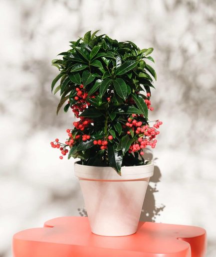 coral berry ardisia crenata ceramic pot