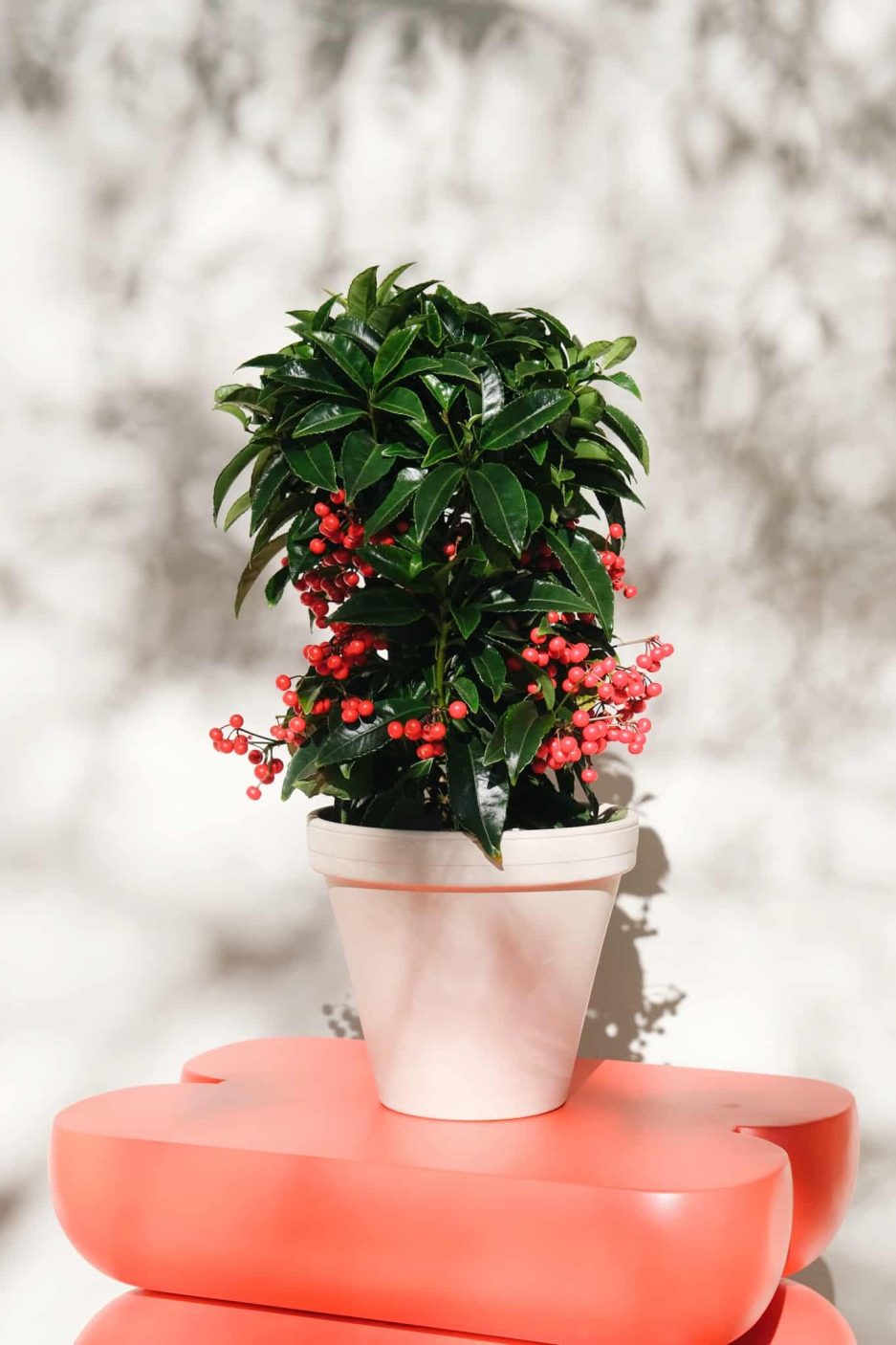 coral berry ardisia crenata ceramic pot