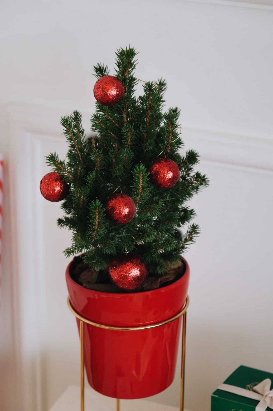 holiday pine picea abies christmas tree