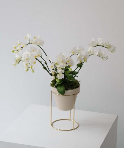 chiyoda white orchid orkide detay detail