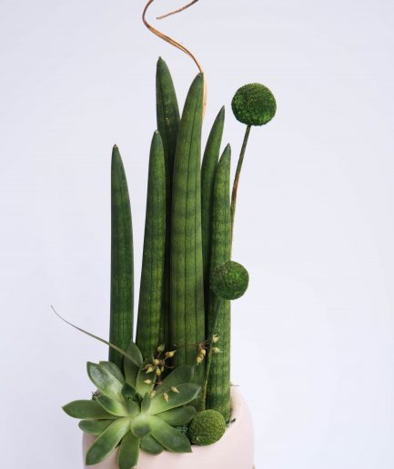 Sansevieria Laurenti Paşa Kılıcı