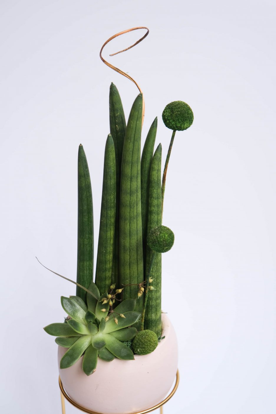 Sansevieria Laurenti Paşa Kılıcı