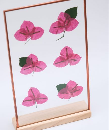 Begonvil Bougainvillea copper çerçeve pressed frame