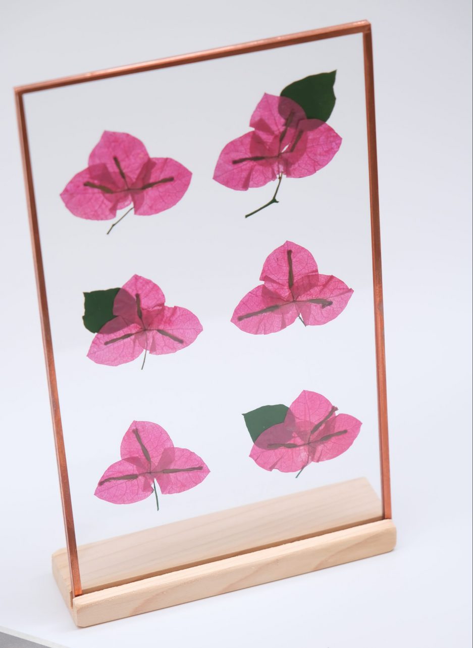 Begonvil Bougainvillea copper çerçeve pressed frame