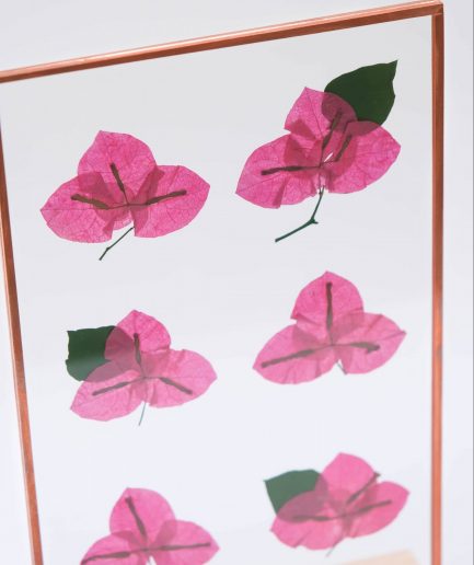 Begonvil Bougainvillea copper çerçeve pressed frame