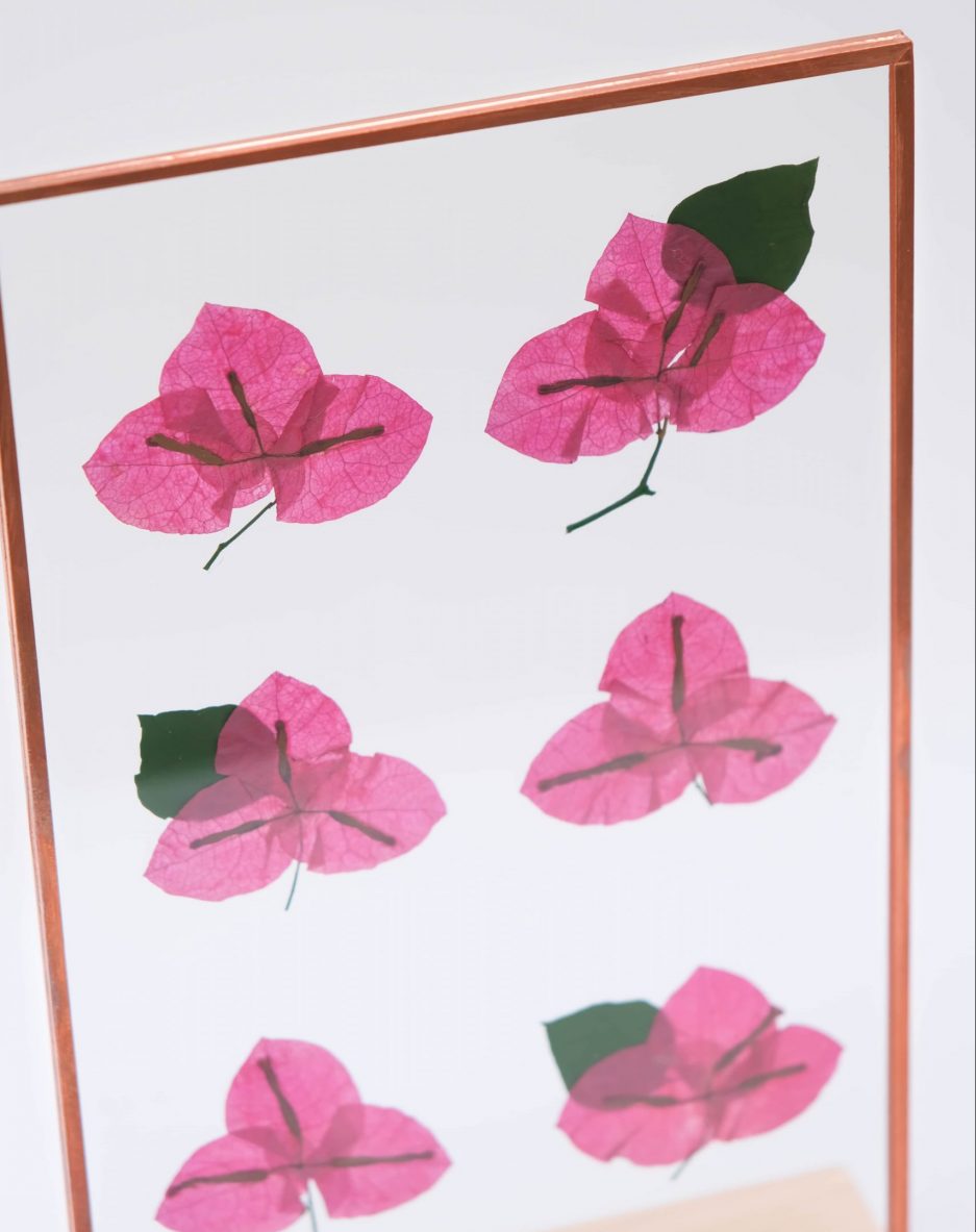 Begonvil Bougainvillea copper çerçeve pressed frame