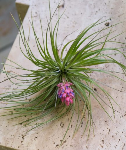 Tillandsia Stricta airplant hava bitkisi