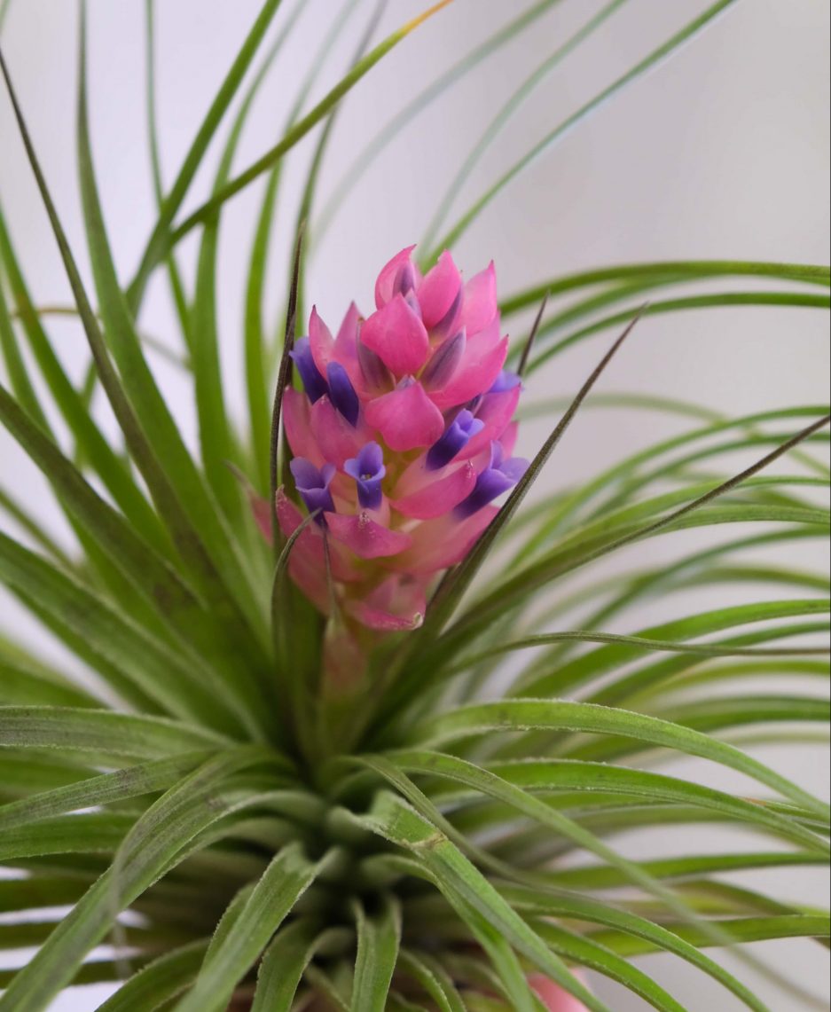 Tillandsia Stricta airplant hava bitkisi