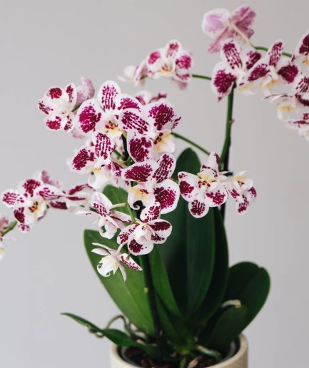 Fancy Freckles Phalaenopsis Orkide
