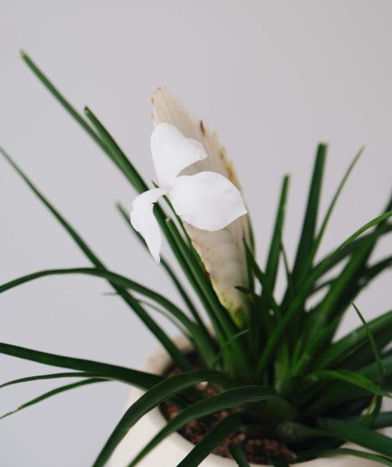 albino tillandsia cyneae white quill