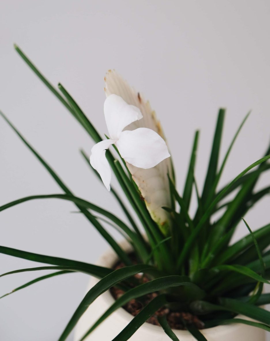 albino tillandsia cyneae white quill