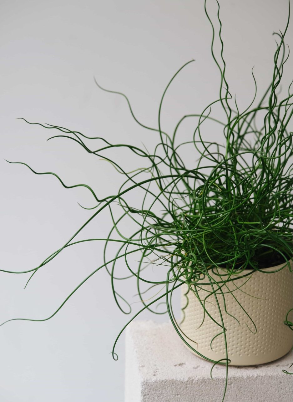 Juncus Effusus Spiralis bad hair day