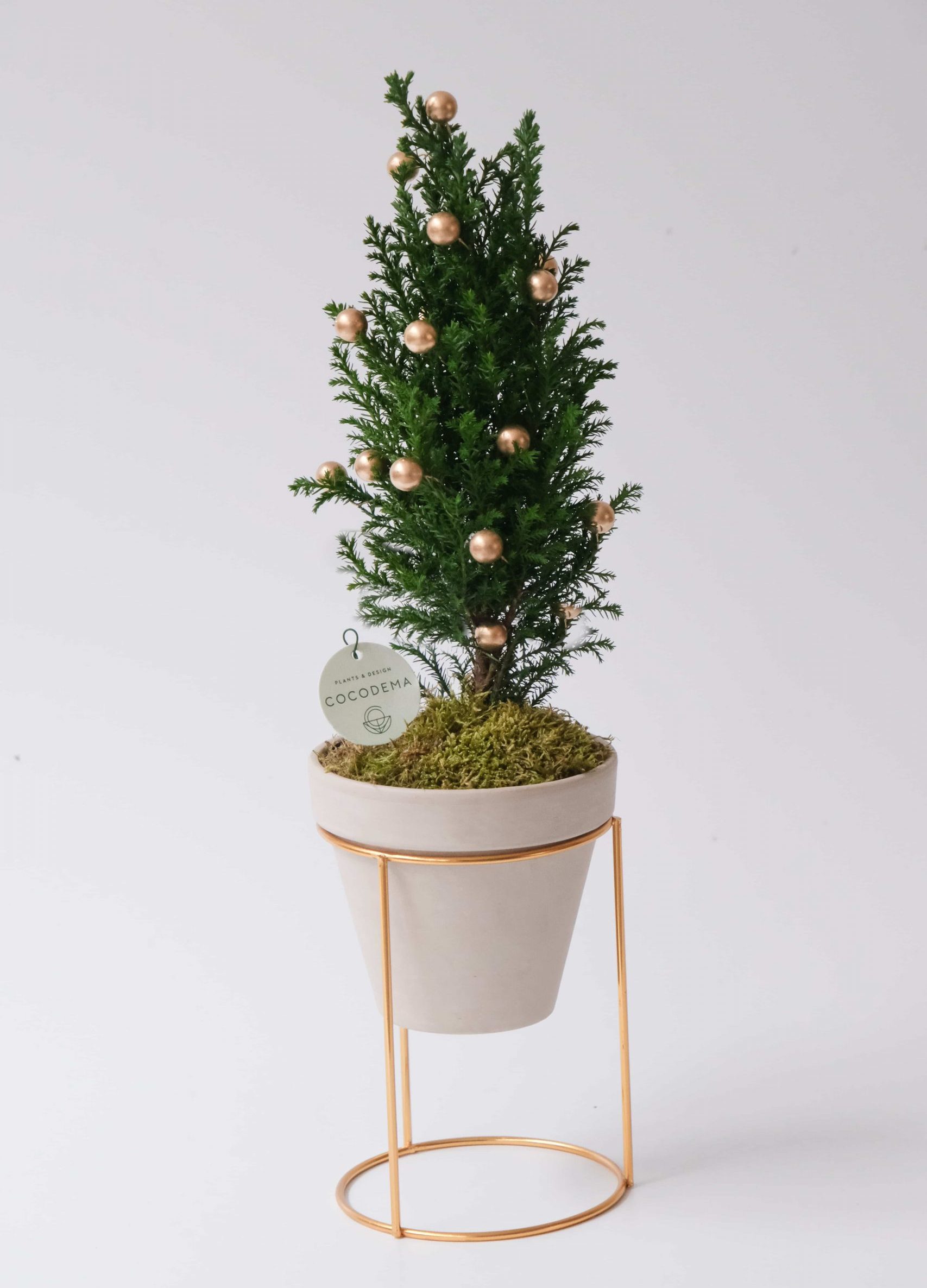 goldie pine goldie pine