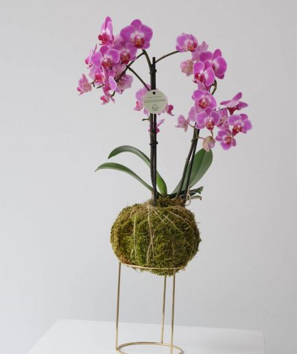 capella cocodema kokedama orchid