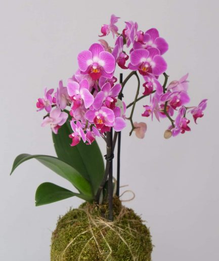 capella cocodema kokedama orchid