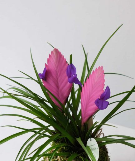 tillandsia cyneae cocodema kokedama detail