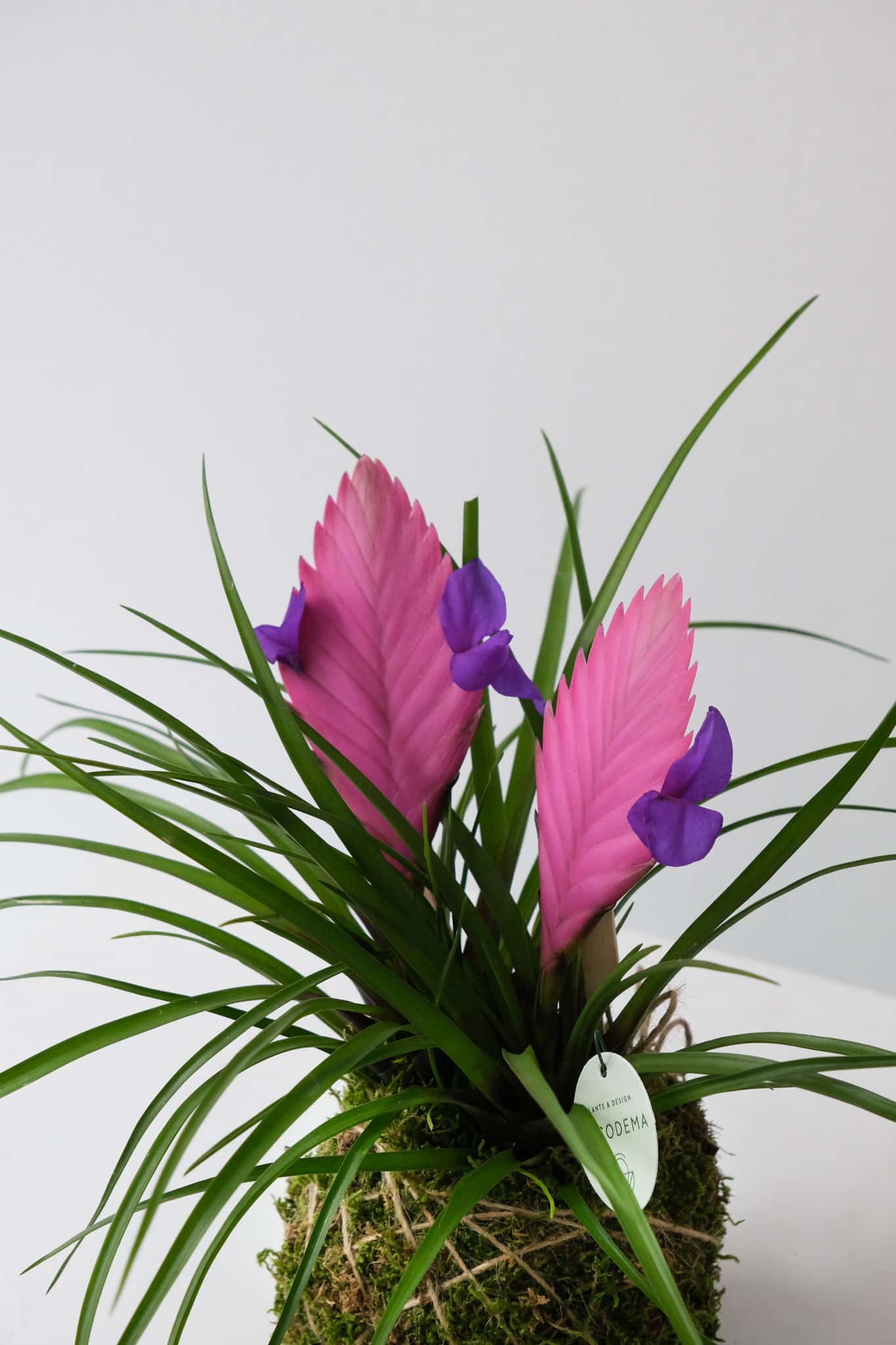 optimise tillandsia detail tillandsia cyneae cocodema kokedama detail