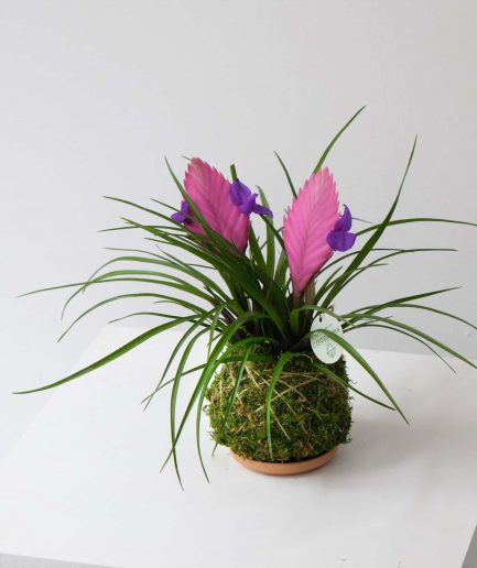 optimise you and me cocodema kokedama