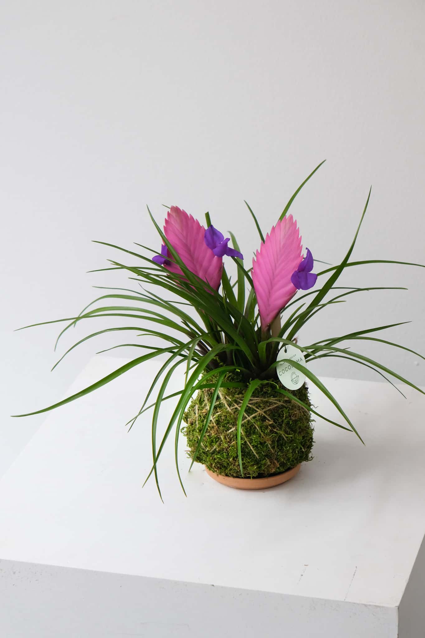 optimise you and me optimise you and me cocodema kokedama