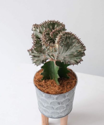 dune & thorn cacti detail