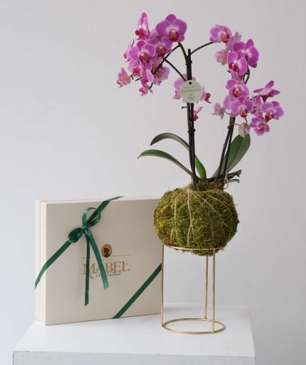 Capella box çikolata orkide kokedama
